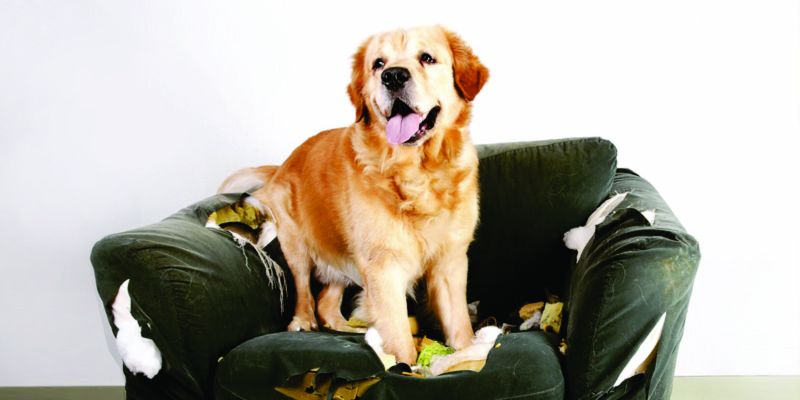 10 dicas para evitar comportamentos destrutivos em cães