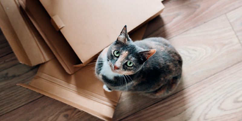 5 motivos para não deixar que seu gato tenha uma vida livre