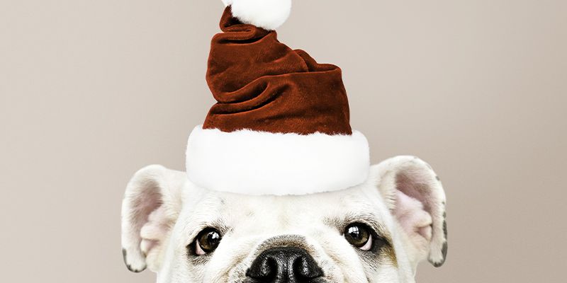 6 Cuidados que você deve ter com seu Pet no Natal