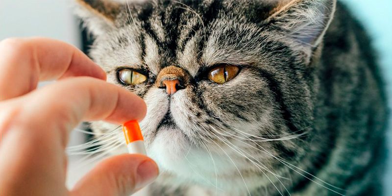 Como dar remédios para cães e gatos