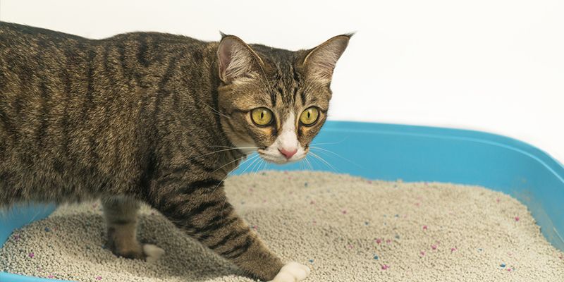 Como ensinar o gato a usar a caixa de areia