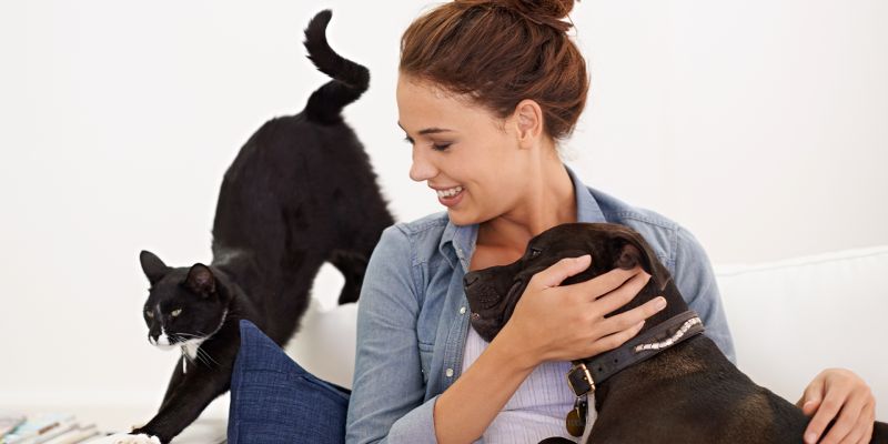Como identificar e tratar alergias em cães e gatos