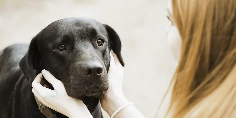 Como saber se meu cachorro está com depressão?