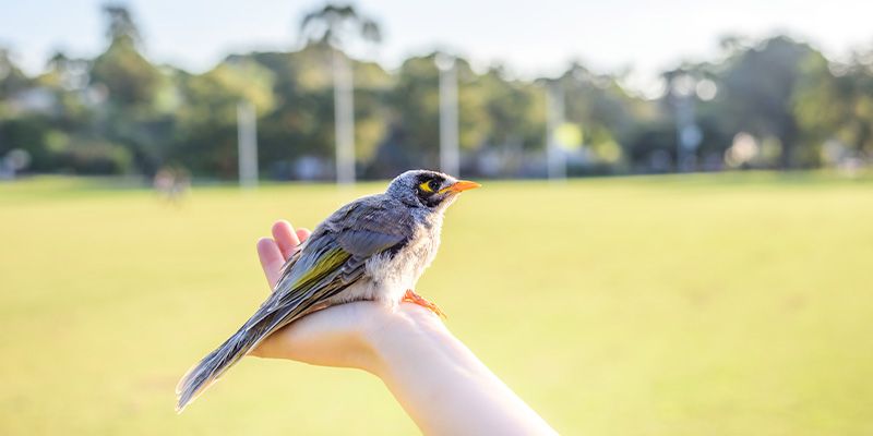 Como treinar seu pássaro para fazer truques incríveis