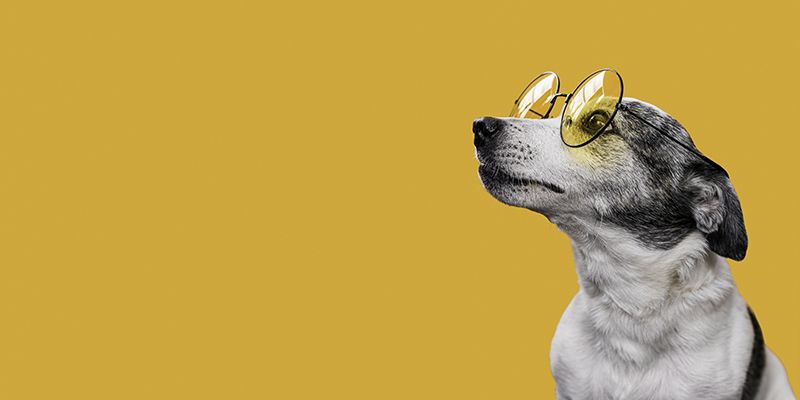 Conheça as 8 raças de cachorros mais inteligentes do mundo