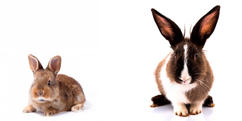 Diferenças entre coelhos e mini coelhos