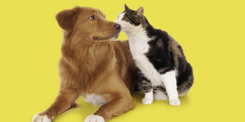 Março Amarelo - Mês de prevenção à doenças renais em cães e gatos