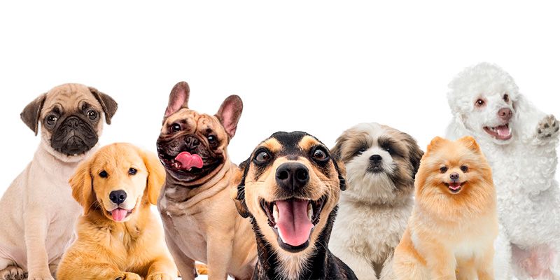 Saiba quais são as 7 raças de cães mais populares no Brasil! - Ednaldo  Rações
