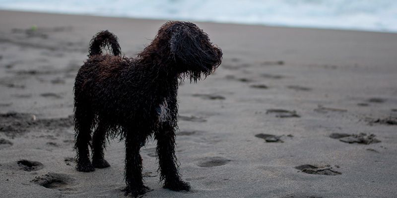 Santos libera a presença de cães nas praias