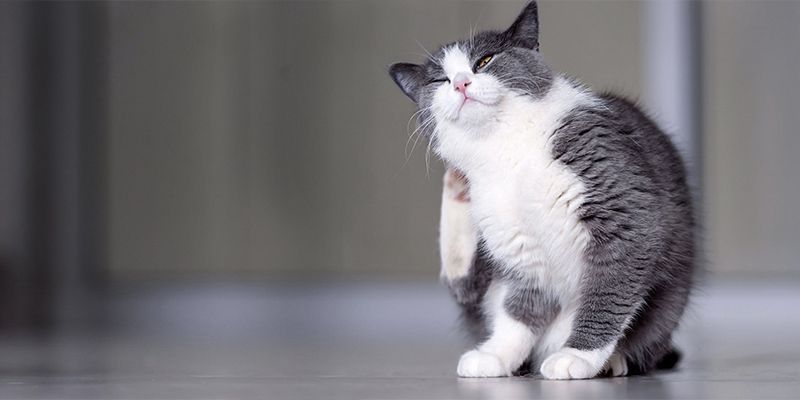 Tudo o que você precisa saber sobre gatos com pulgas!