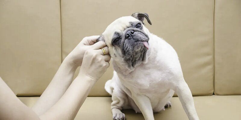 Você sabe como limpar a orelha do seu cachorro?